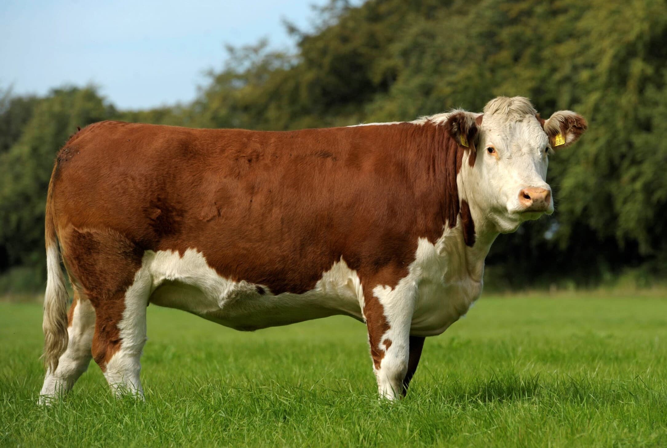 Beef selection