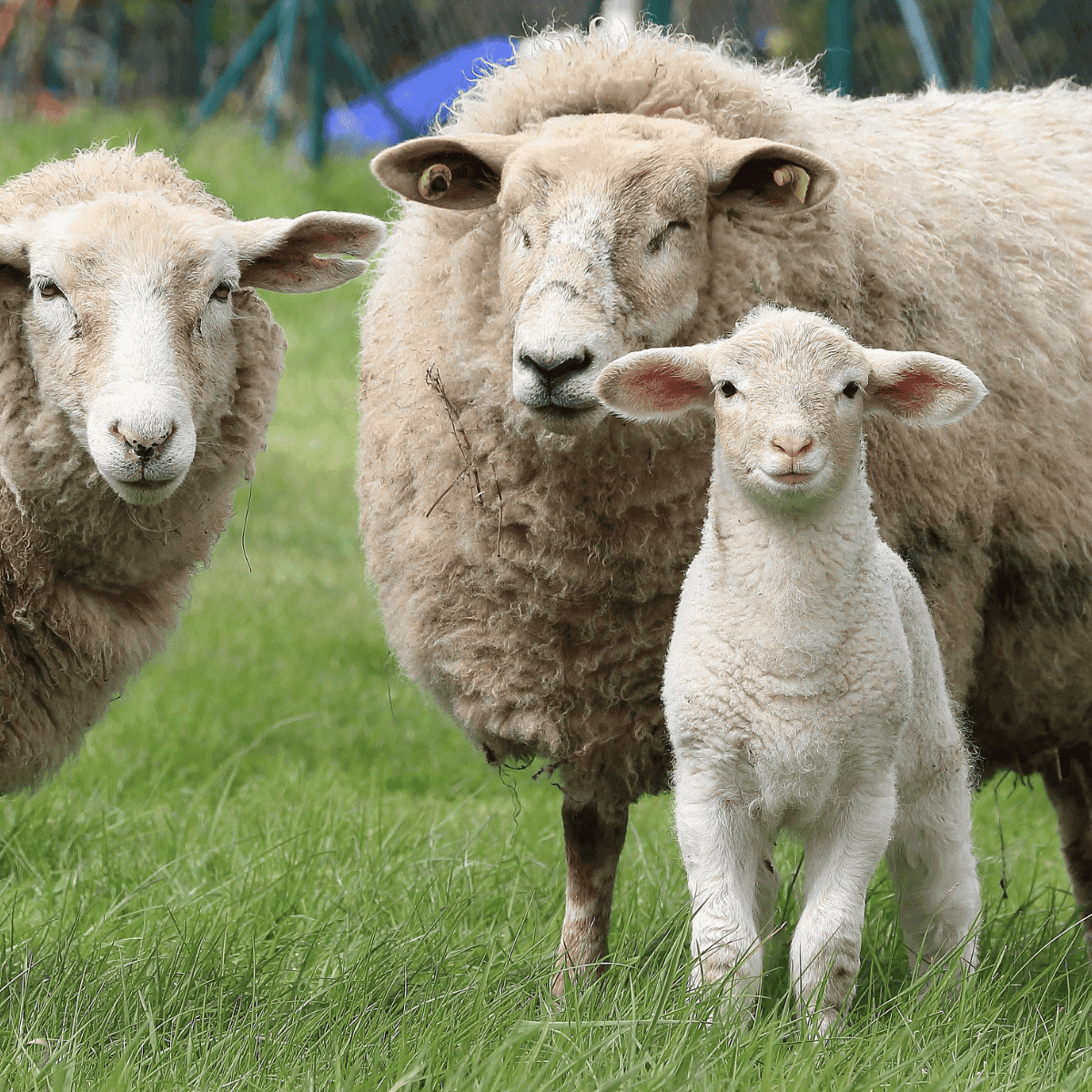 Lamb selection