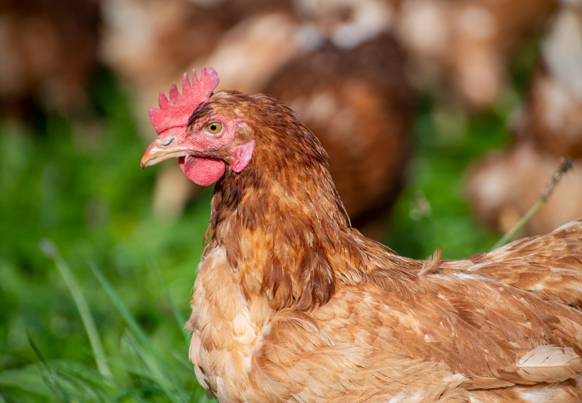 Poultry selection