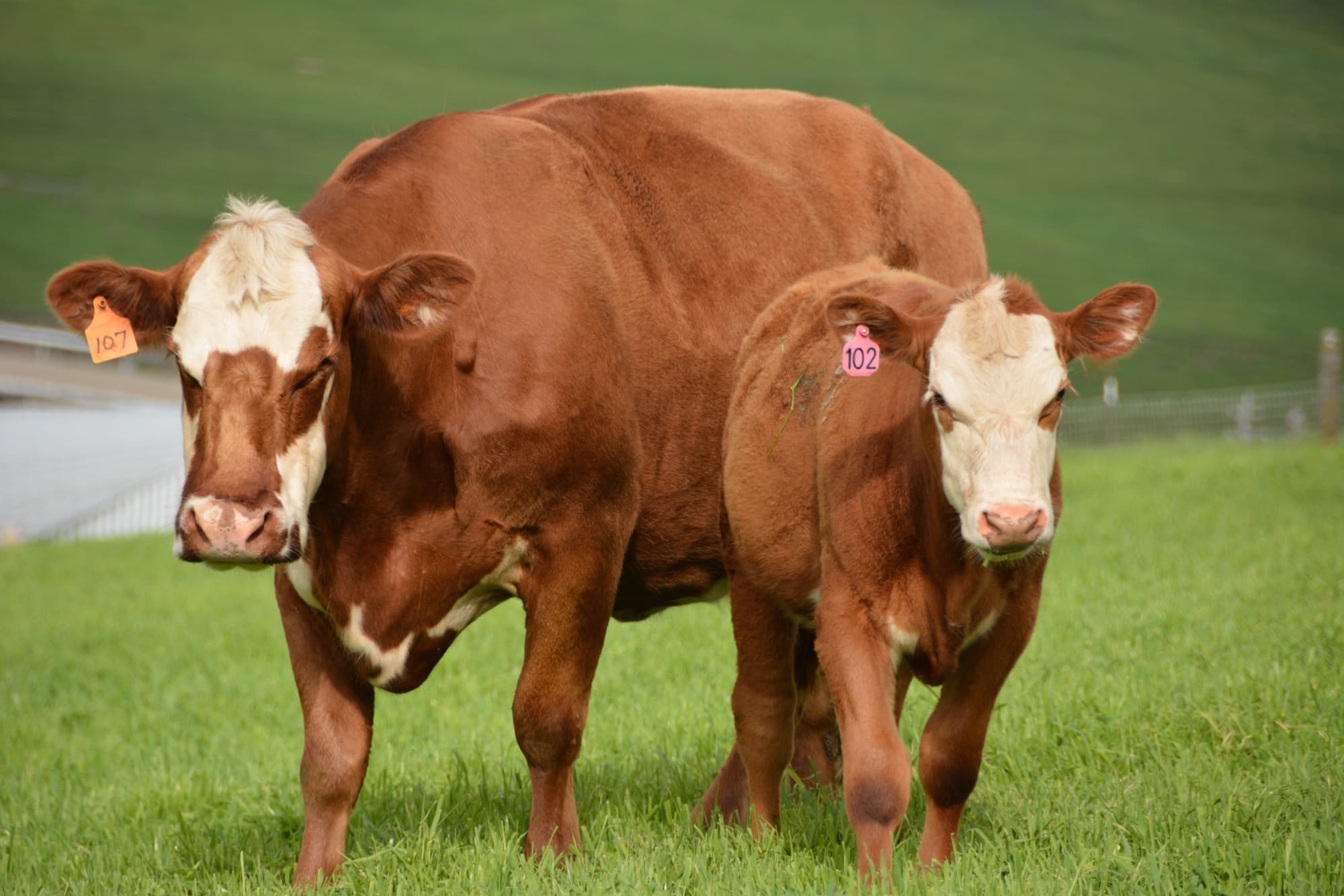 Veal selection
