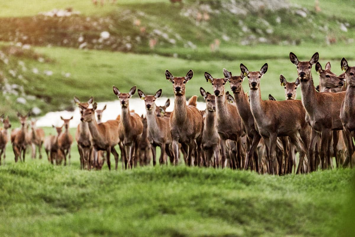 Venison selection