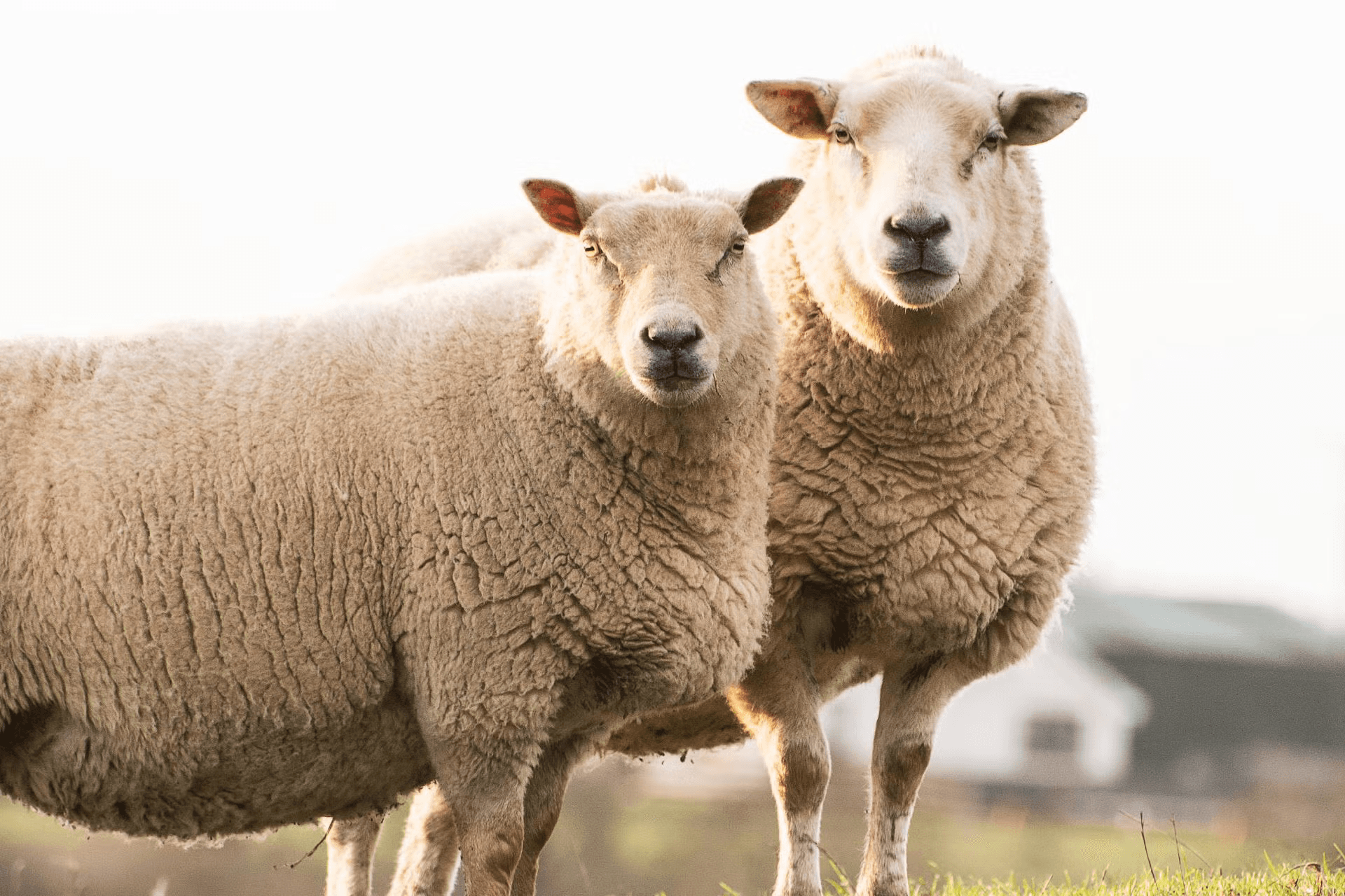 Mutton selection